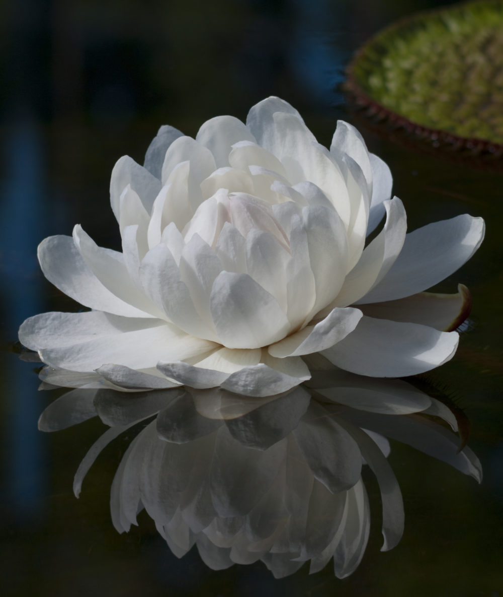 オオオニバスの白い花