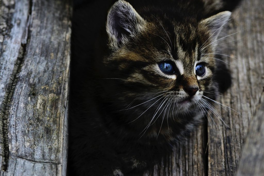 クロアシネコ 世界最小のネコの生態と特徴 鑑賞できる動物園は ねいちゃーはっく
