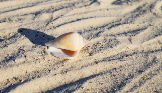 【イモガイ】猛毒注意！綺麗な貝殻に隠された毒性と日本にいる種類