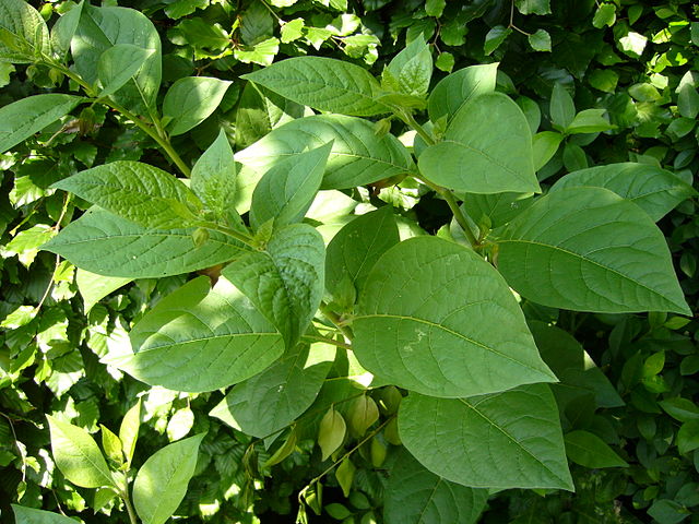ベラドンナの葉