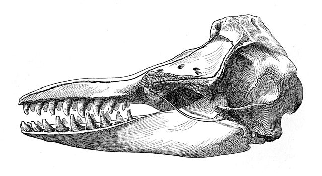 オキゴンドウの頭蓋骨