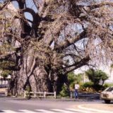 バオバブの大木