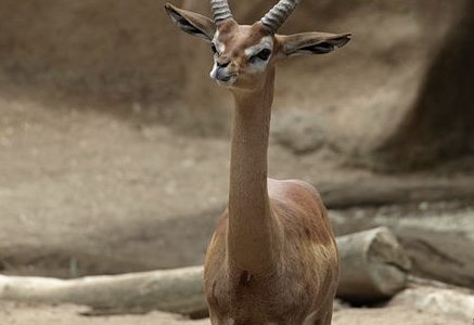 【ジェレヌク】キリンの様に首が長い珍獣の生態！日本の動物園にいる？